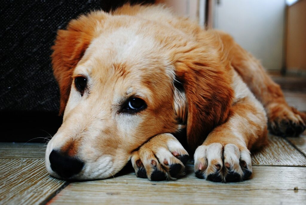 dog, pet, puppy, lying down, sad, sadness, adorable, animal, canine, cute, furry, brown dog, mammal, nature, domestic, domestic dog, portrait, dog portrait, dog, dog, dog, puppy, puppy, sad, sad, sad, sad, sad