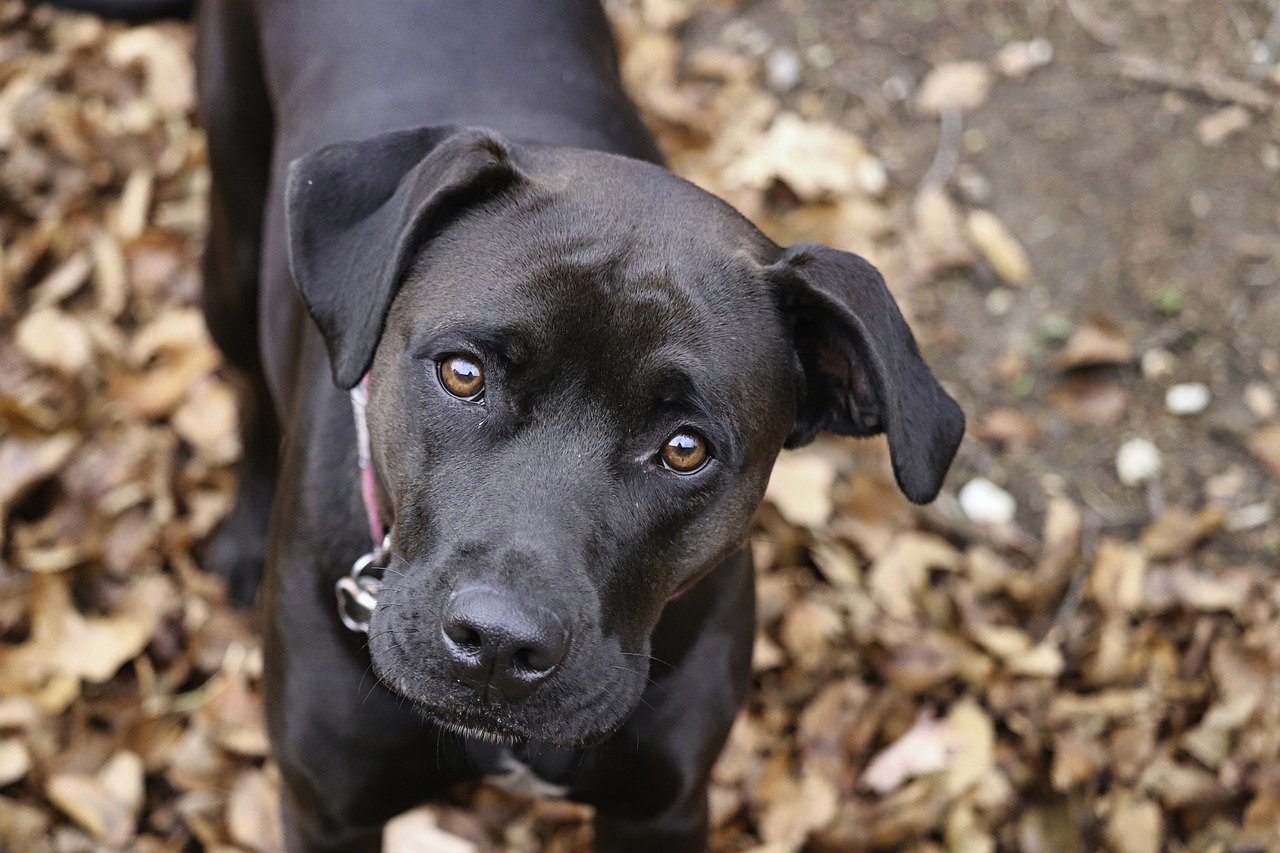 boxer, nature, dog, animal, pet, canine, cute, puppy, outdoors, pet, pet, pet, pet, pet, cute