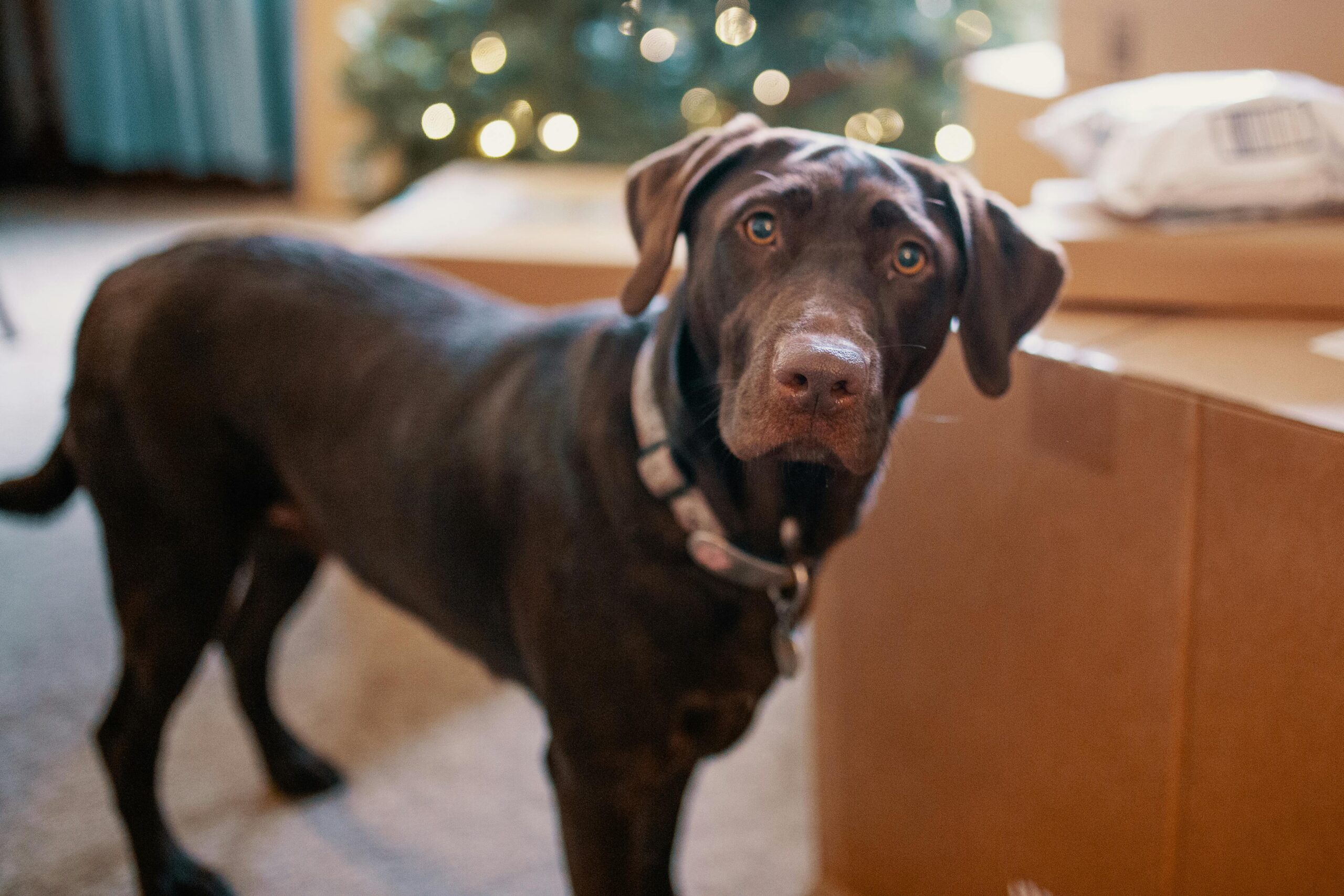 A curious Chocolate Labrador Retriever stands by Christmas decorations indoors.