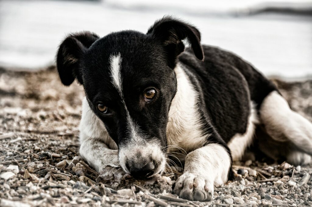 A close-up image of a sad black and white puppy lying on pebbles, showcasing its soulful eyes.