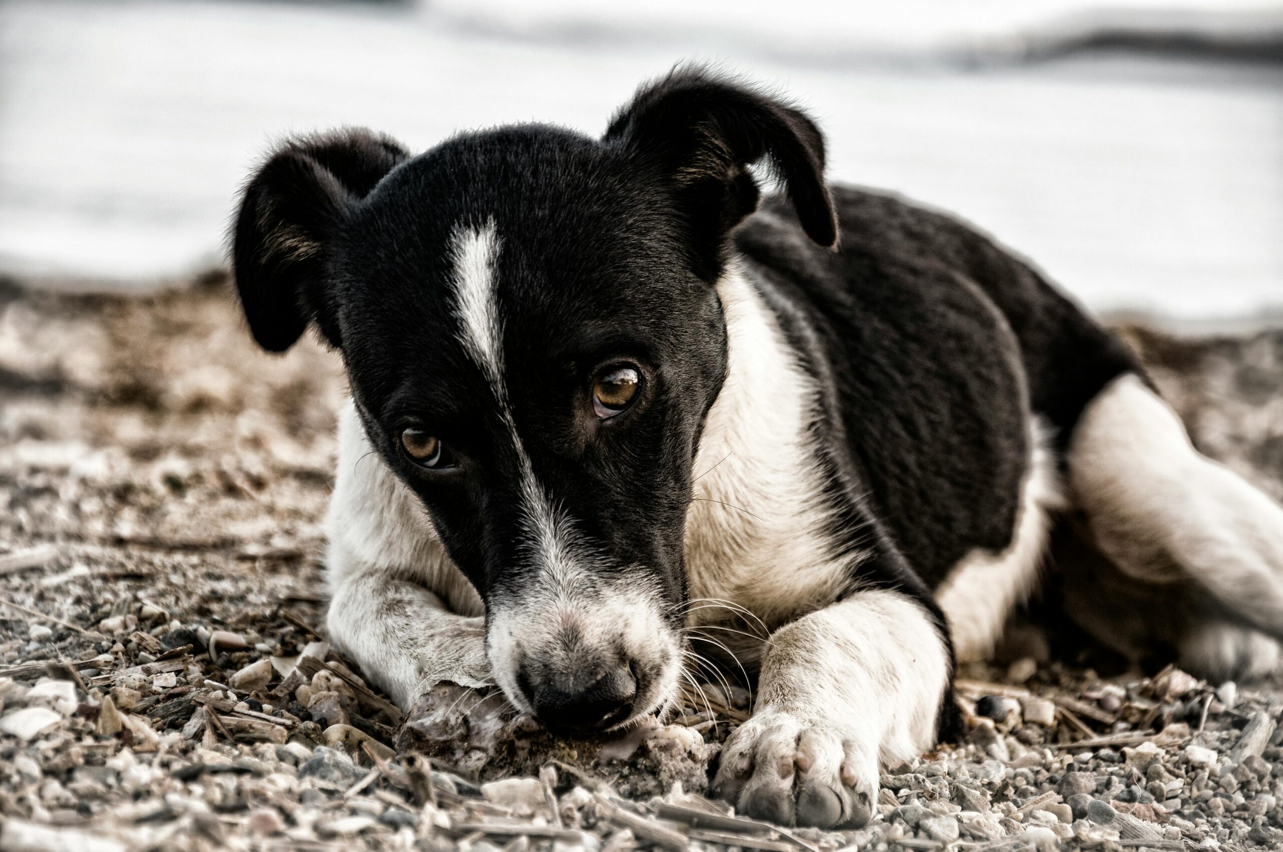 A close-up image of a sad black and white puppy lying on pebbles, showcasing its soulful eyes.