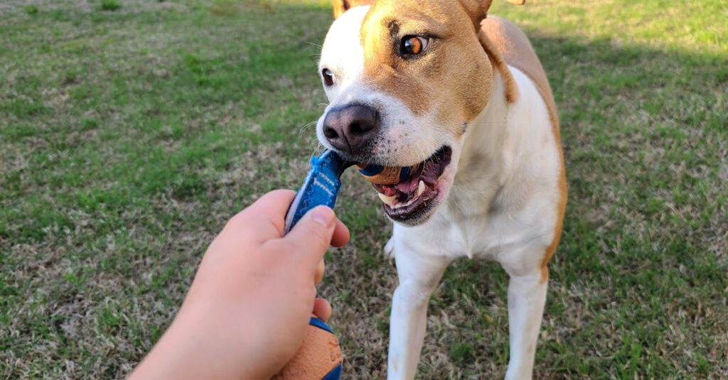 A brown and white dog playing tug-of-war with a ball in a sunny backyard.