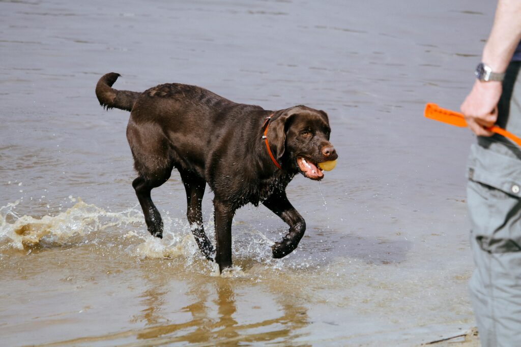 A joyful Labrador retriever playing fetch in the water with its owner on a sunny day.