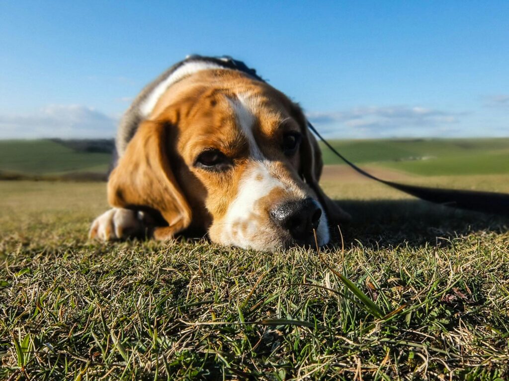Charming beagle laying on grass with a sunny outdoor backdrop, exuding tranquility and cuteness.