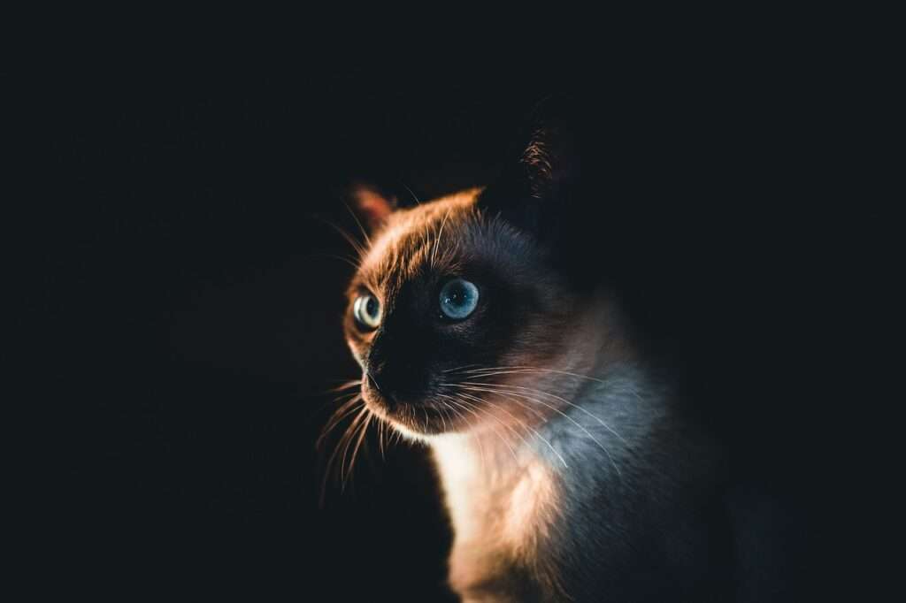 siamese cat, cat, pet, kitten, nature, animal, domestic cat, feline, mammal, cat face, dark, closeup, portrait, siamese cat, cat, cat, cat, cat, cat, kitten, dark