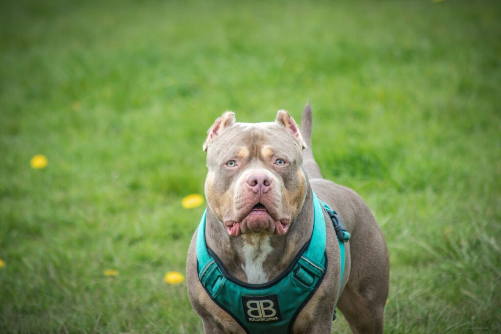 Close-up of a robust pit bull in a green field wearing a harness.