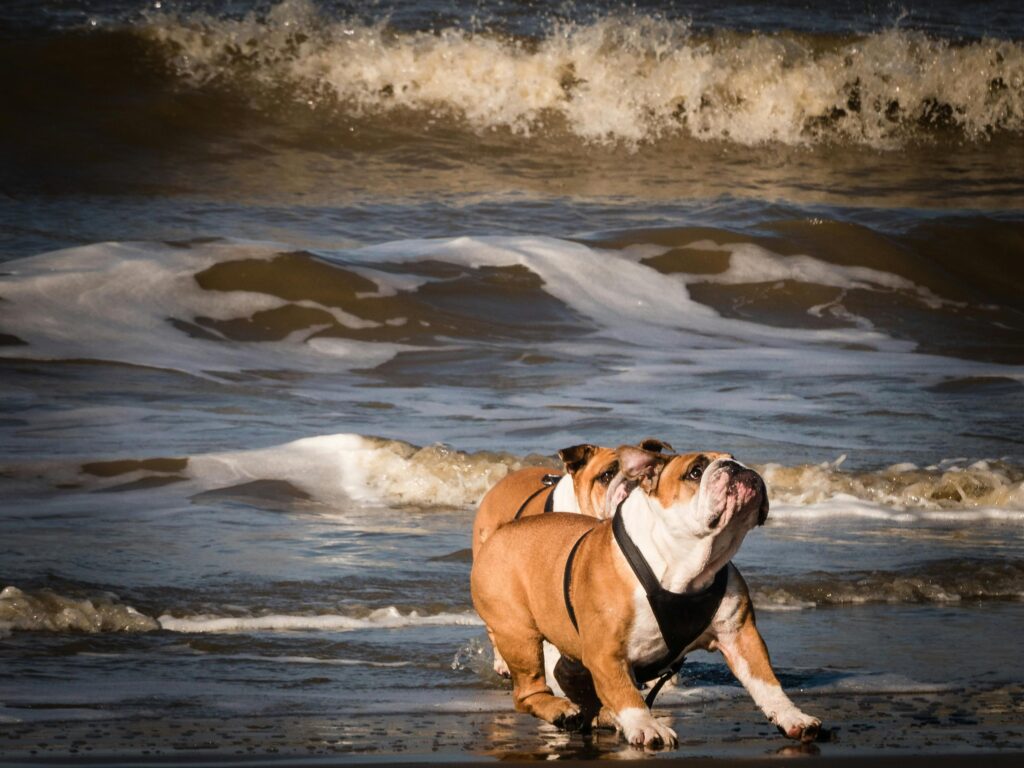 Two bulldogs enjoy playtime on the sandy beach with waves crashing behind them.
