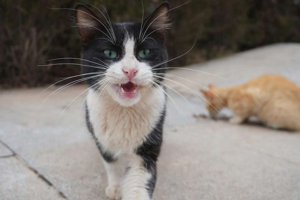 Close-up of street cats in Casablanca, Morocco, with a focus on a black and white cat.