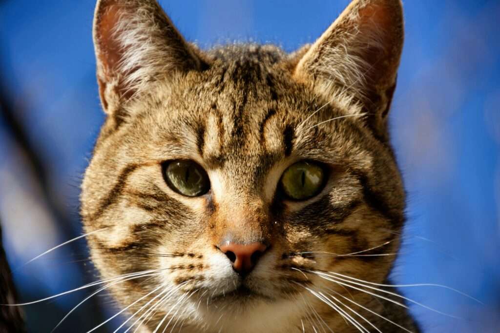 Detailed close-up of a tabby cat with striking green eyes against a blue sky.