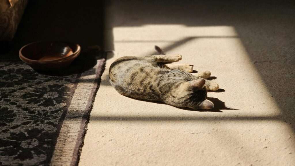 A tabby cat enjoys a sunny nap indoors, casting a calm and serene atmosphere.