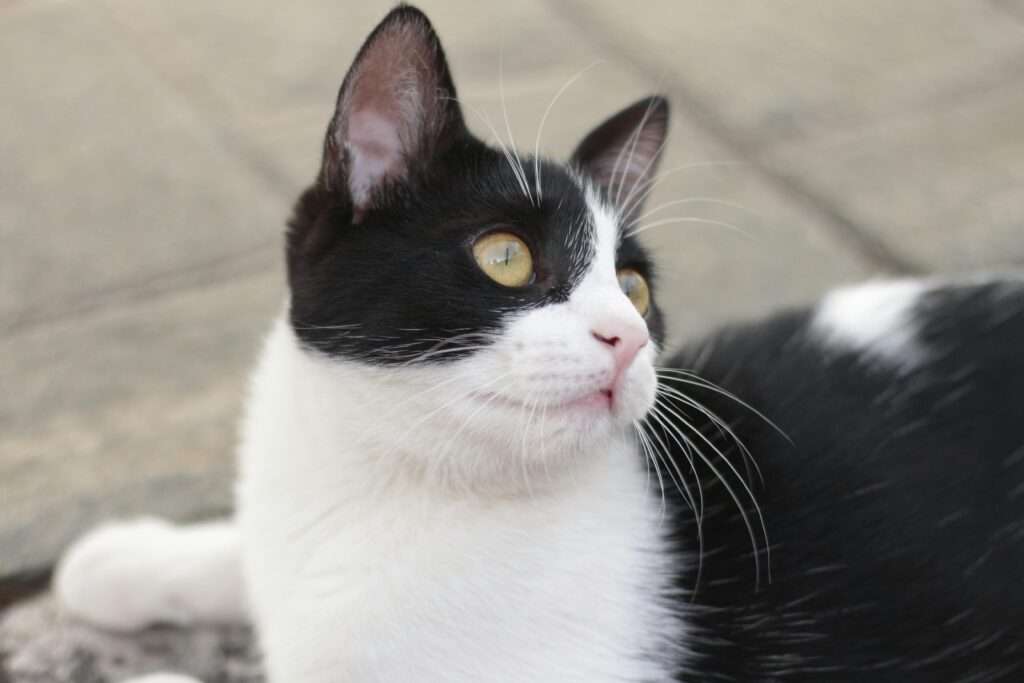 A black and white cat with bright eyes looking attentively.