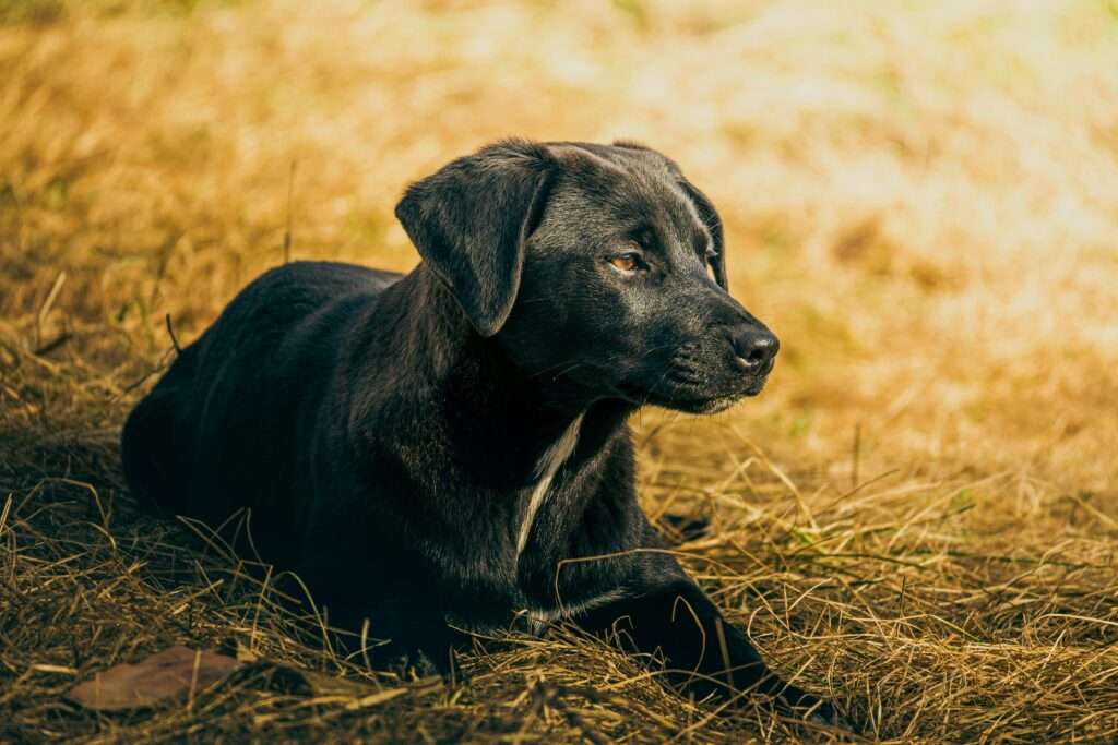 A calm black dog rests on sunlit golden grass in a tranquil outdoor setting.