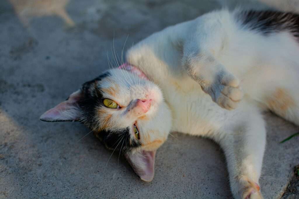 Free stock photo of cats, cats photography
