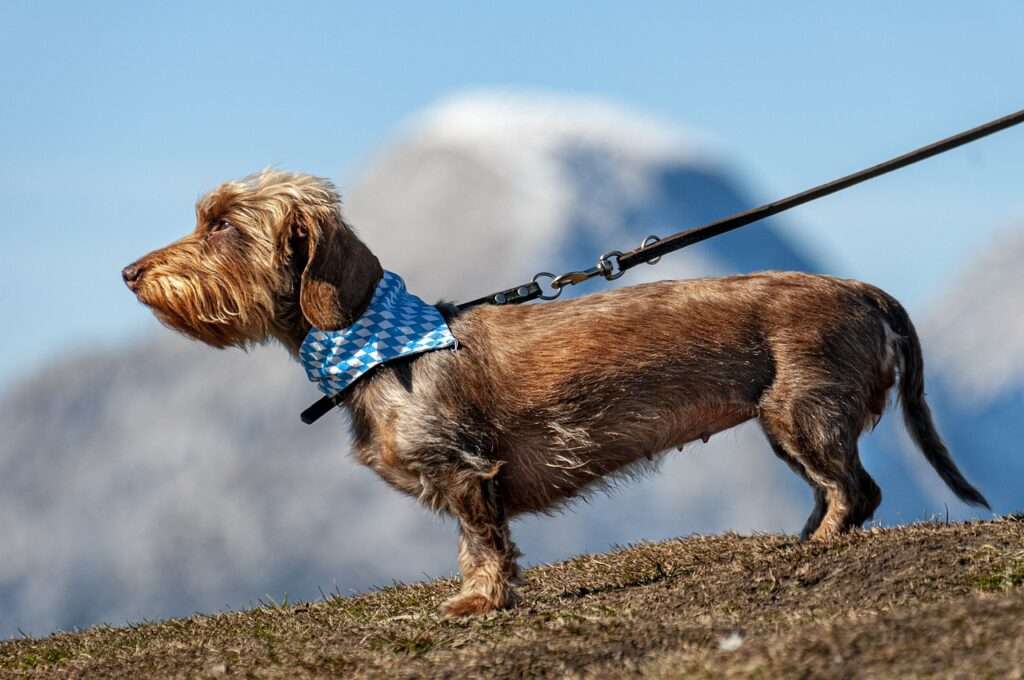 dog, pet, leashed, canine, animal, puppy, fur, snout, nature, mammal, dog portrait, animal world, dog, dog, dog, dog, dog