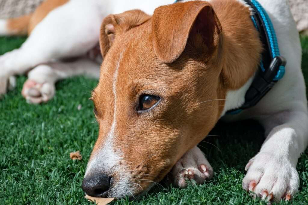 jack russell terrier, puppy, dog, pet, canine, animal, breed, mammal, sad dog, terrier, eyes, portrait, friend, dog eyes, jack russel, friendly, muzzle, brown eye, adorable, domestic, nature, doggy, dog portrait, animal word, dog wallpaper, lying down, puppy, dog, dog, dog, dog, dog, sad dog, sad dog, sad dog