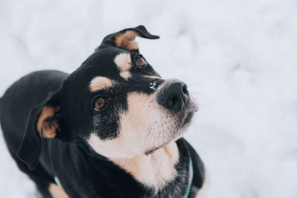 animal, canine, dog, winter, nature, mammal, pet, dog, dog, dog, dog, dog