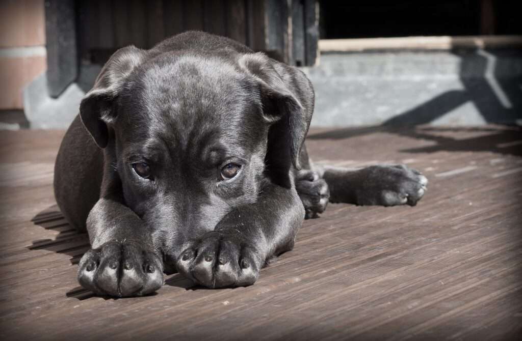 dog, puppy, pet, black dog, animal, nature, pup, young dog, domestic dog, canine, mammal, cute, adorable, portrait, dog portrait, dog, dog, dog, dog, dog, puppy