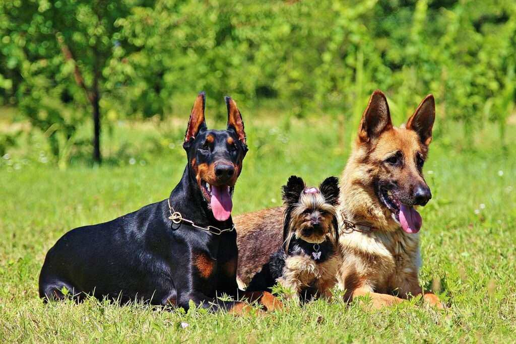 german shepherd, grass, dogs, german shepherd, german shepherd, german shepherd, nature, german shepherd, german shepherd