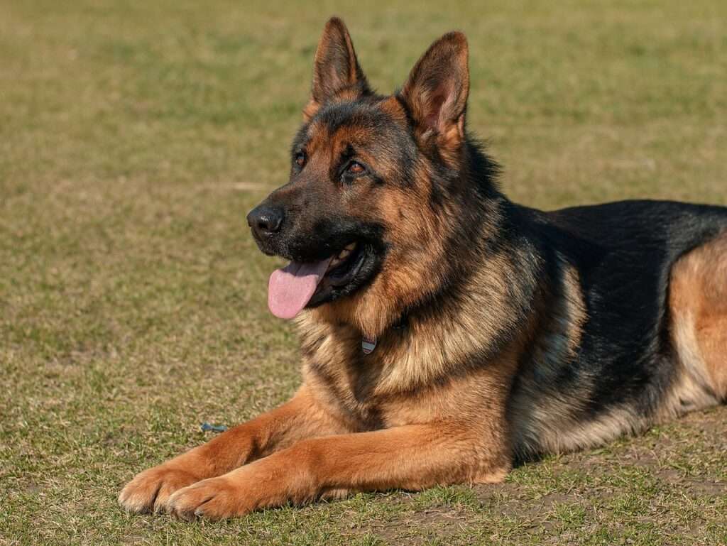 dog, animal, pets, german shepherd, nature, pet, eb, is watching, four-legged, german shepherd, german shepherd, german shepherd, german shepherd, german shepherd