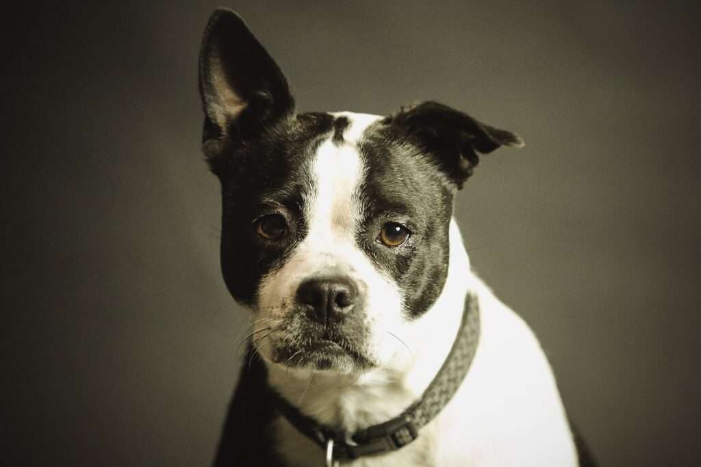 dog, pet, collar, dog collar, domestic, domestic dog, black and white dog, canine, nature, portrait, dog portrait, mammal, animal, purebred, dog, dog, dog, dog, dog