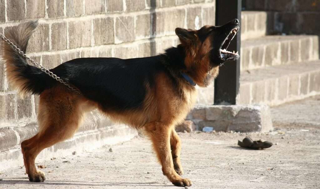 german shepherd, dog, barking, guard, alert, warning, chained, standing, domestic, breed, pet, german shepherd, german shepherd, animal, german shepherd, german shepherd, german shepherd