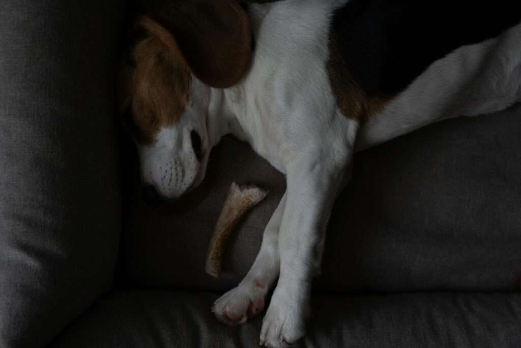A cozy beagle dog sleeping peacefully with a bone indoors on a soft gray couch.