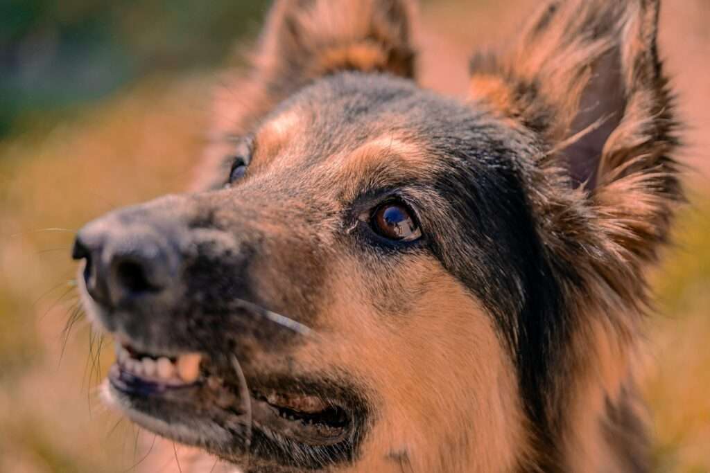 Detailed portrait of a German Shepherd showing its expressive eyes and fur texture.