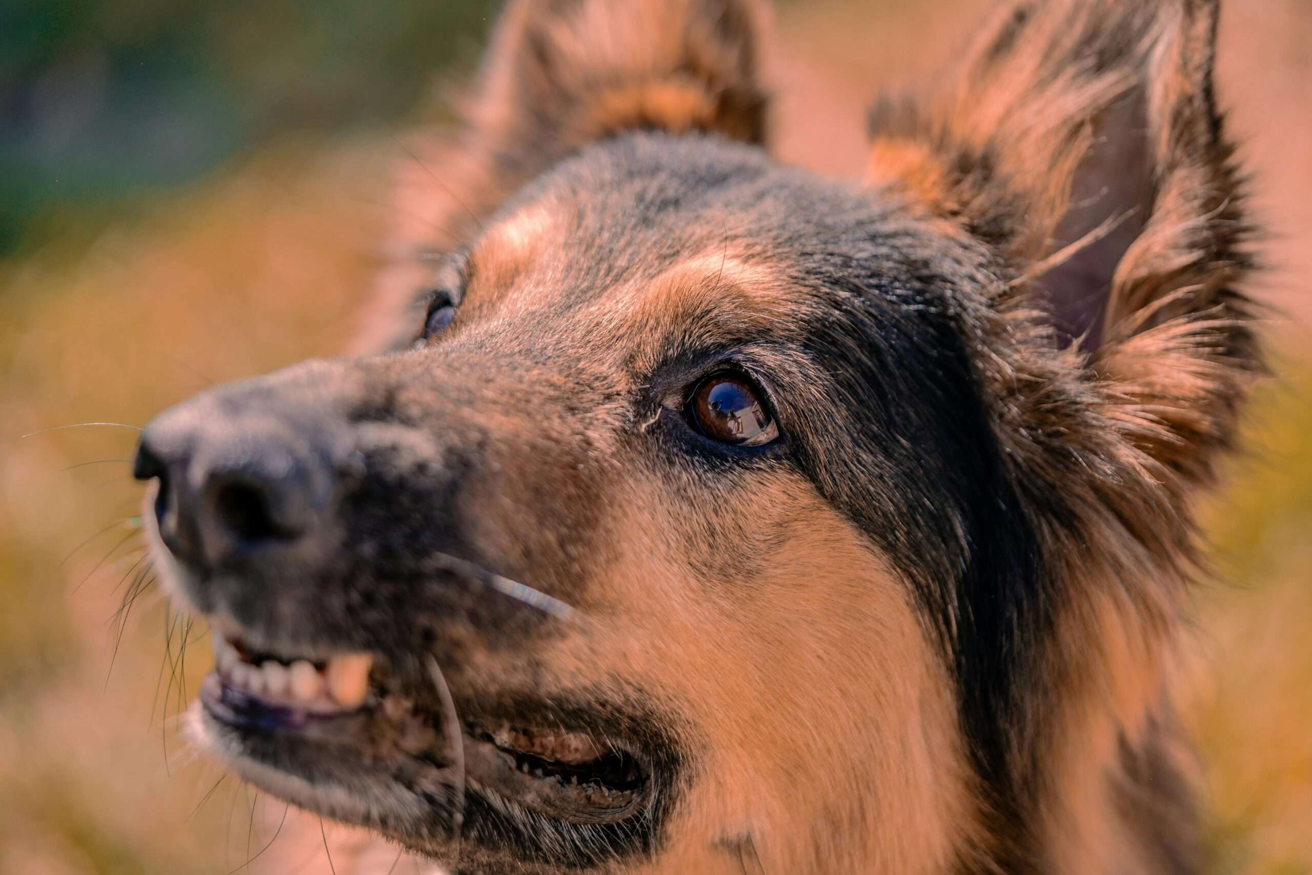 Detailed portrait of a German Shepherd showing its expressive eyes and fur texture.