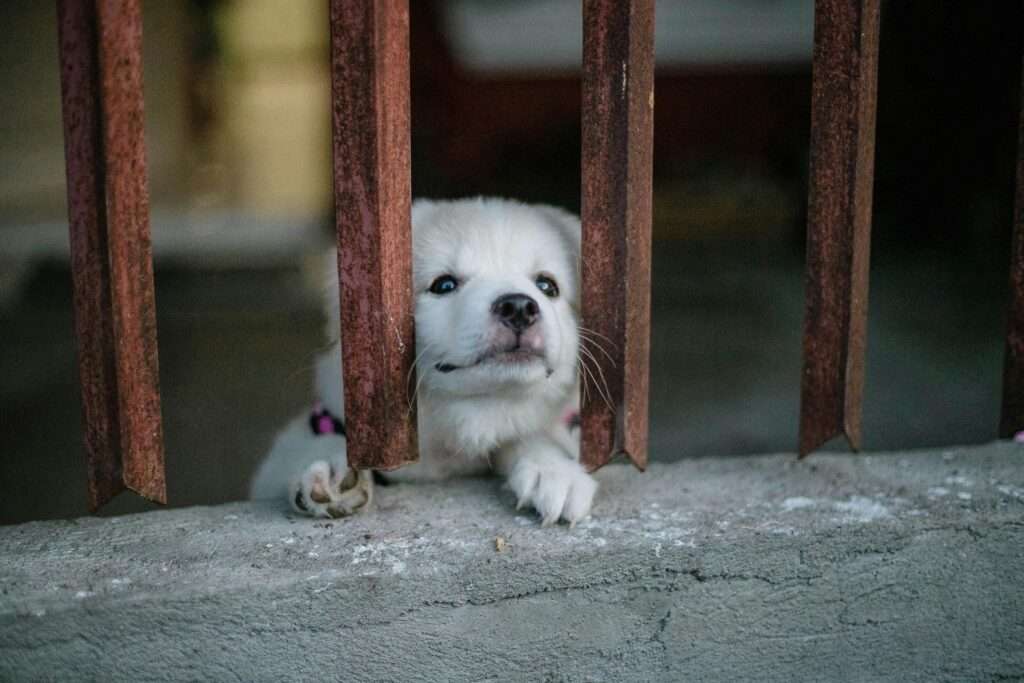 A cute white puppy looks through iron bars, expressing curiosity and innocence.