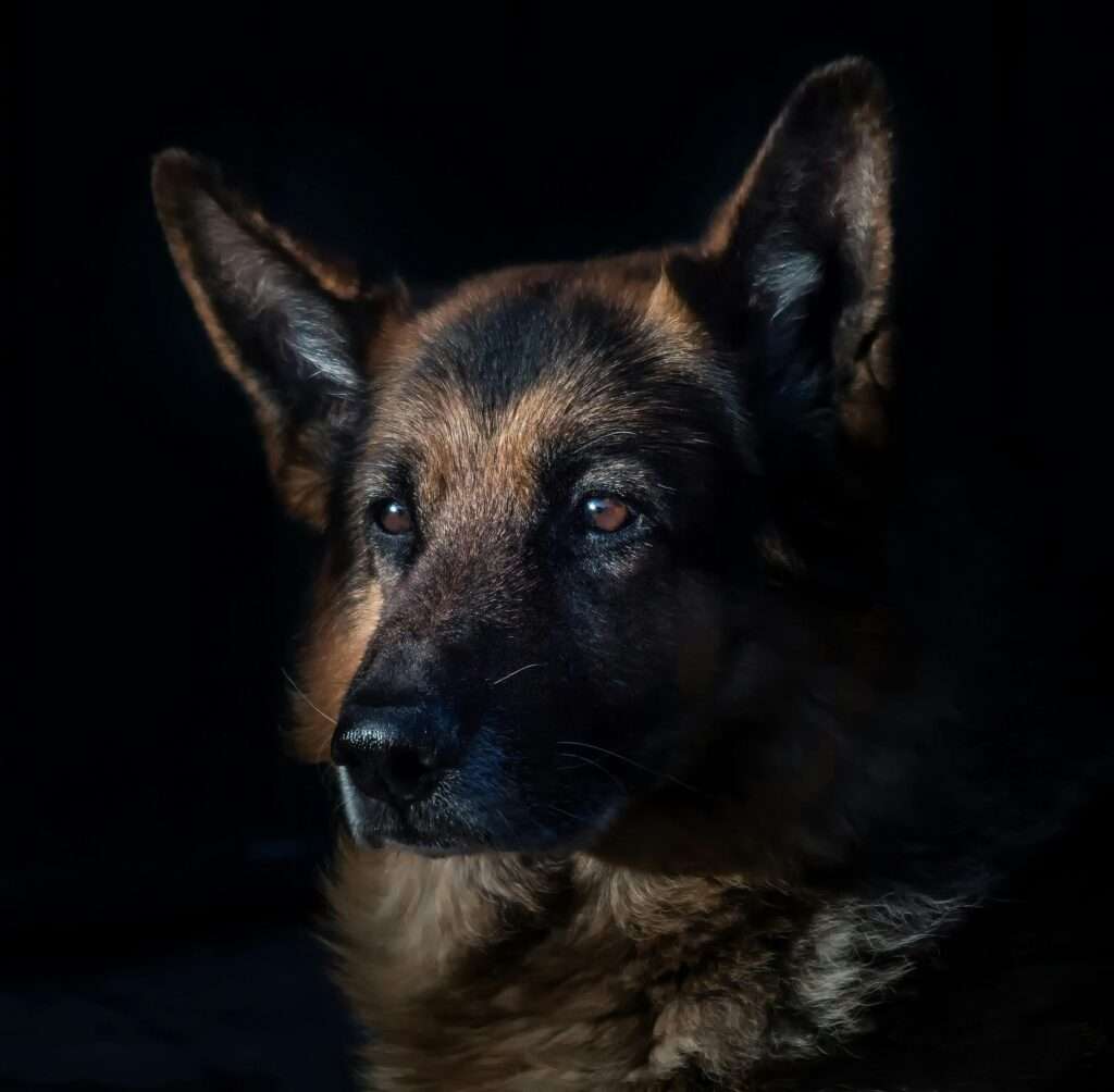 Close-up of a German Shepherd dog in dramatic lighting, highlighting its features.