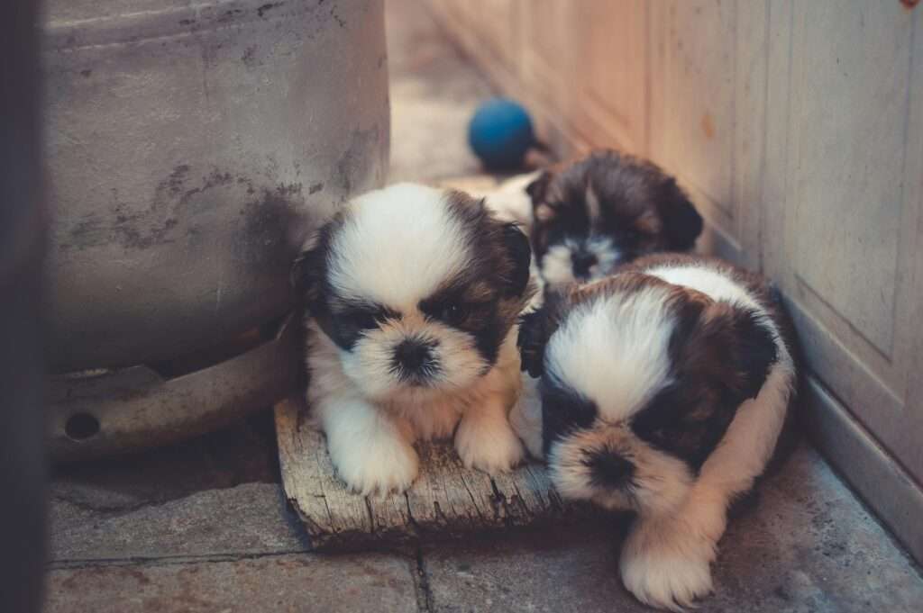 Three cute Shih Tzu puppies playing and hiding indoors. Perfect for pet lovers.