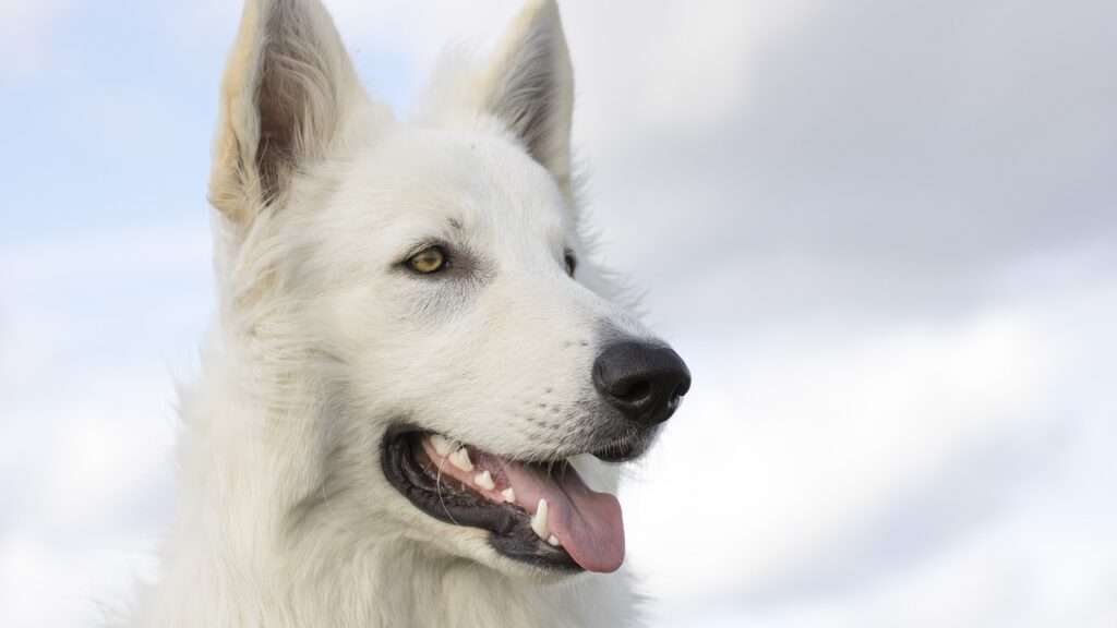 dog, nature, white shepherd, canine, pet, domestic, animal, fauna, dog, dog, dog, dog, dog