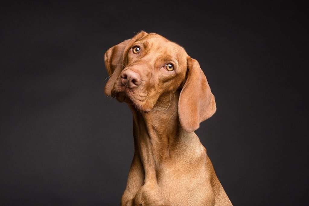 dog, pet, canine, animal, fur, snout, ears, mammal, dog portrait, animal world, nature, dog, dog, dog, dog, dog