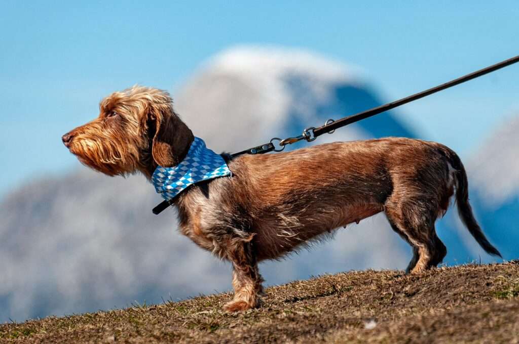 dog, pet, leashed, canine, animal, puppy, fur, nature, snout, mammal, dog portrait, animal world, dog, dog, dog, dog, dog