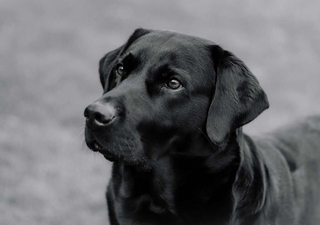labrador, dog, animal, mammal, canine, pet, domestic, nature, portrait, cute, dog, dog, dog, dog, dog