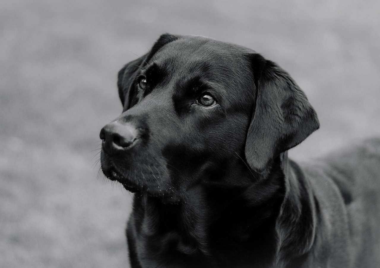 labrador, dog, animal, mammal, canine, pet, domestic, nature, portrait, cute, dog, dog, dog, dog, dog