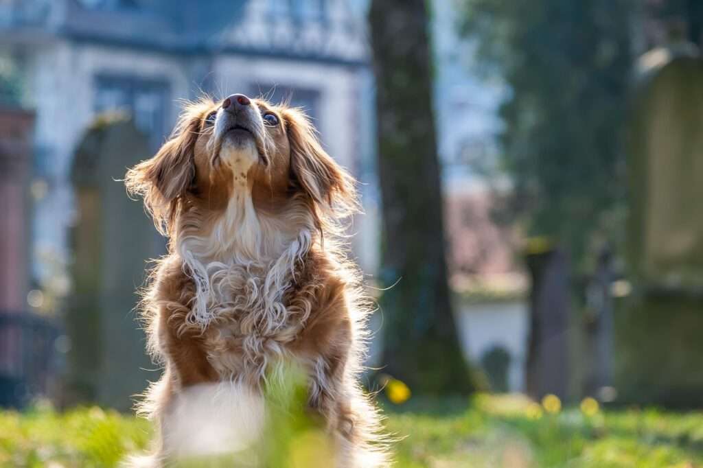 dog, attention, mixed breed dog, domestic dog, pet, furry, furry dog, young, animal, fur, mammal, nature, animal portrait, dog portrait, canine, dog, dog, dog, dog, dog