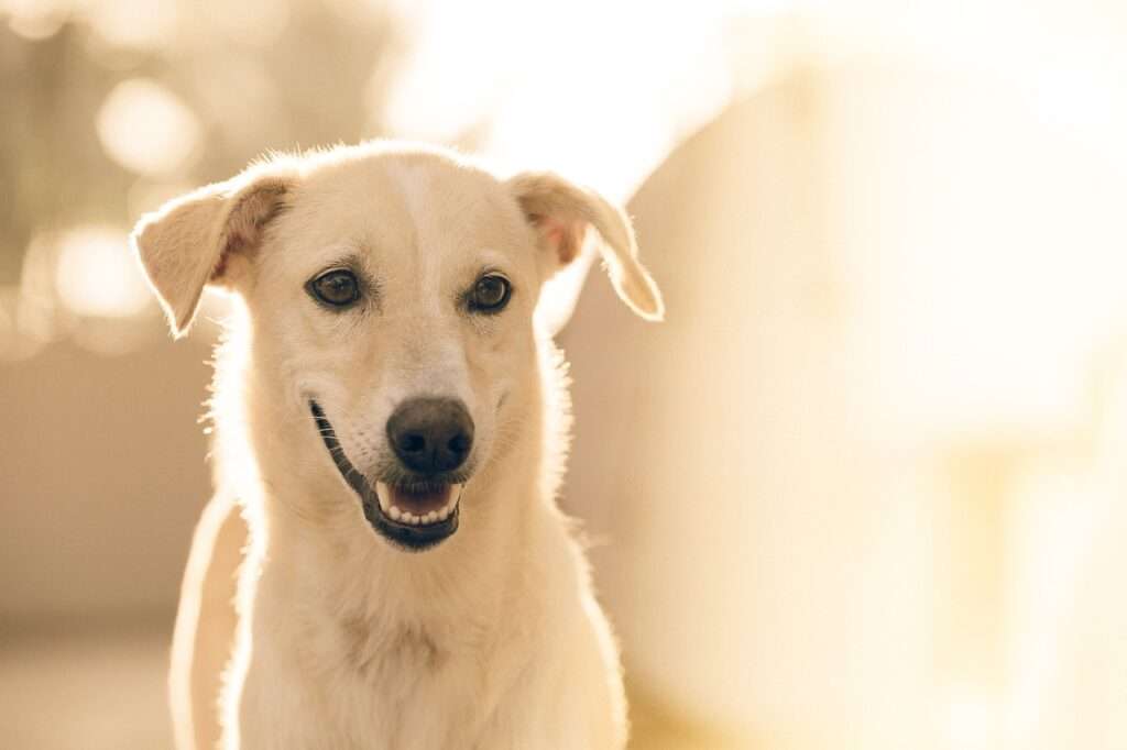dog, pet, animal, canine, white dog, mammal, portrait, nature, dog portrait, domestic, domestic dog, dog, dog, dog, dog, dog