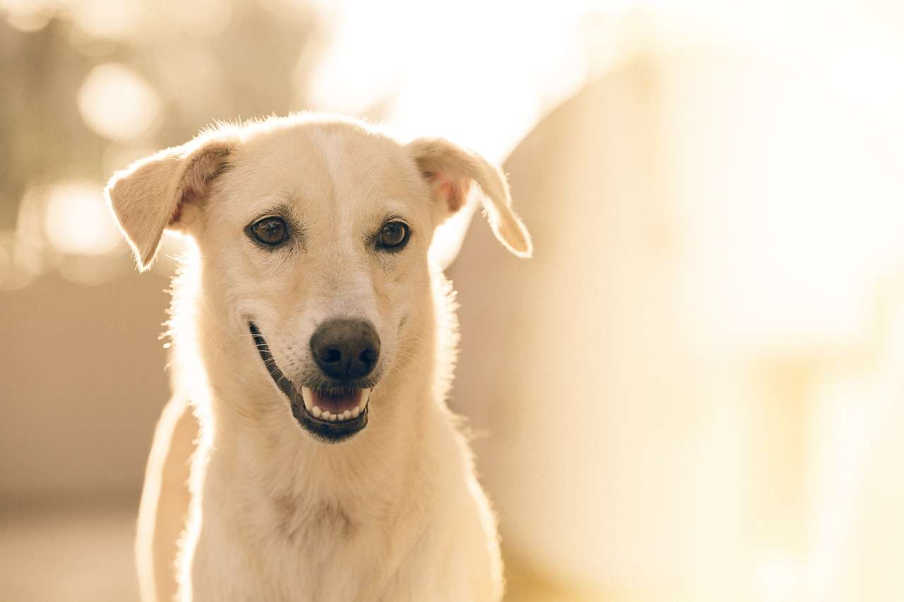 dog, pet, animal, canine, white dog, mammal, portrait, nature, dog portrait, domestic, domestic dog, dog, dog, dog, dog, dog