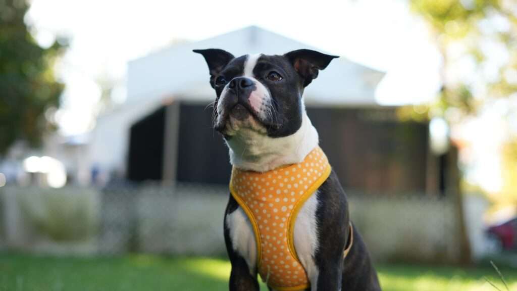 Adorable Boston Terrier wearing a polka dot harness sitting on grass in a sunny backyard.